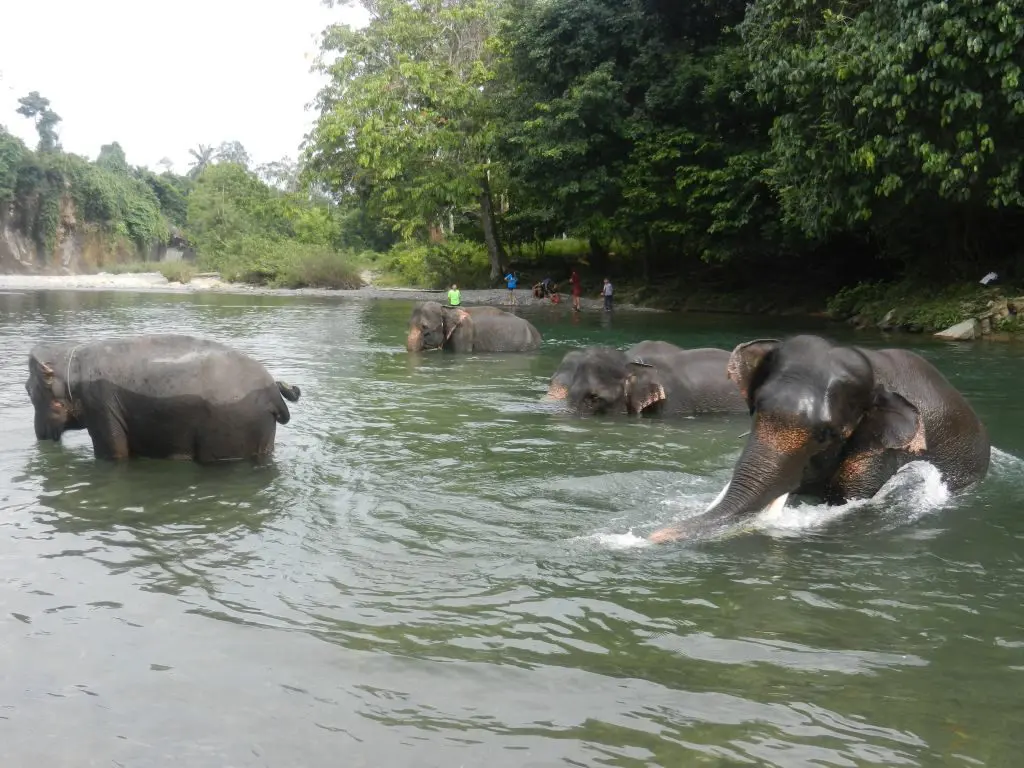 Elefanten Sumatra