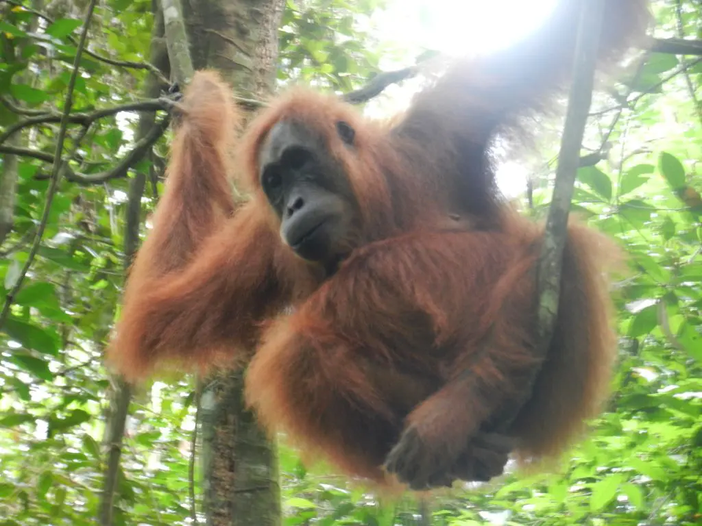 Orang Utan Sumatra