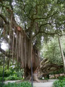 Furnas São Miguel