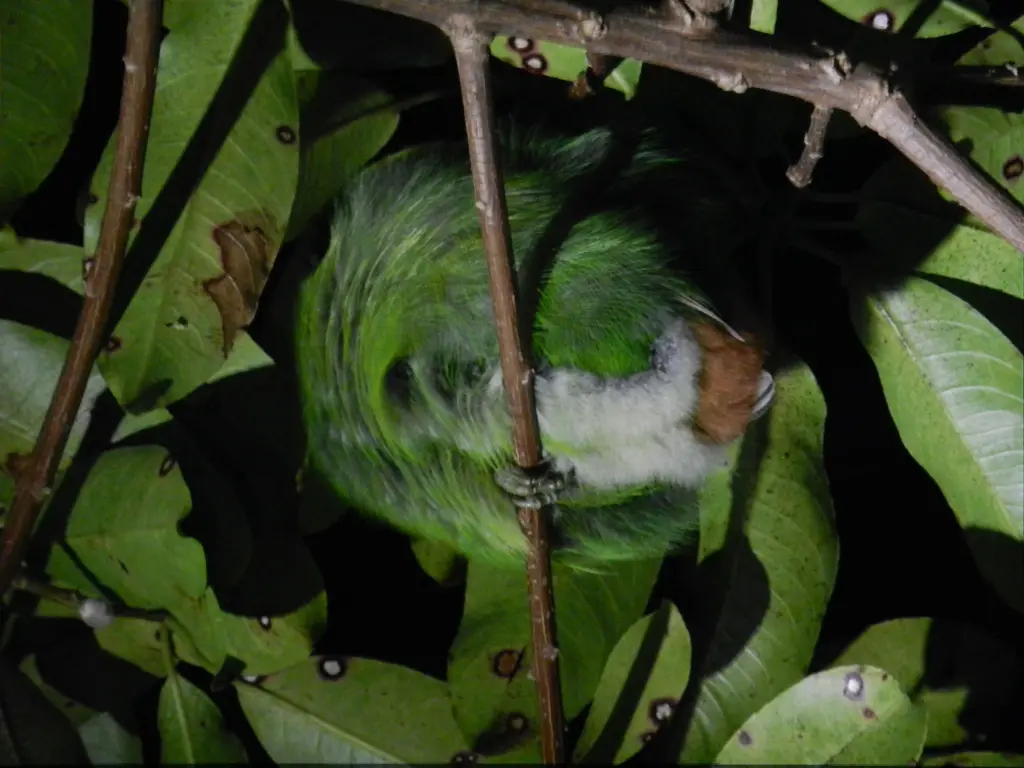 Schlafender Tukan Monteverde