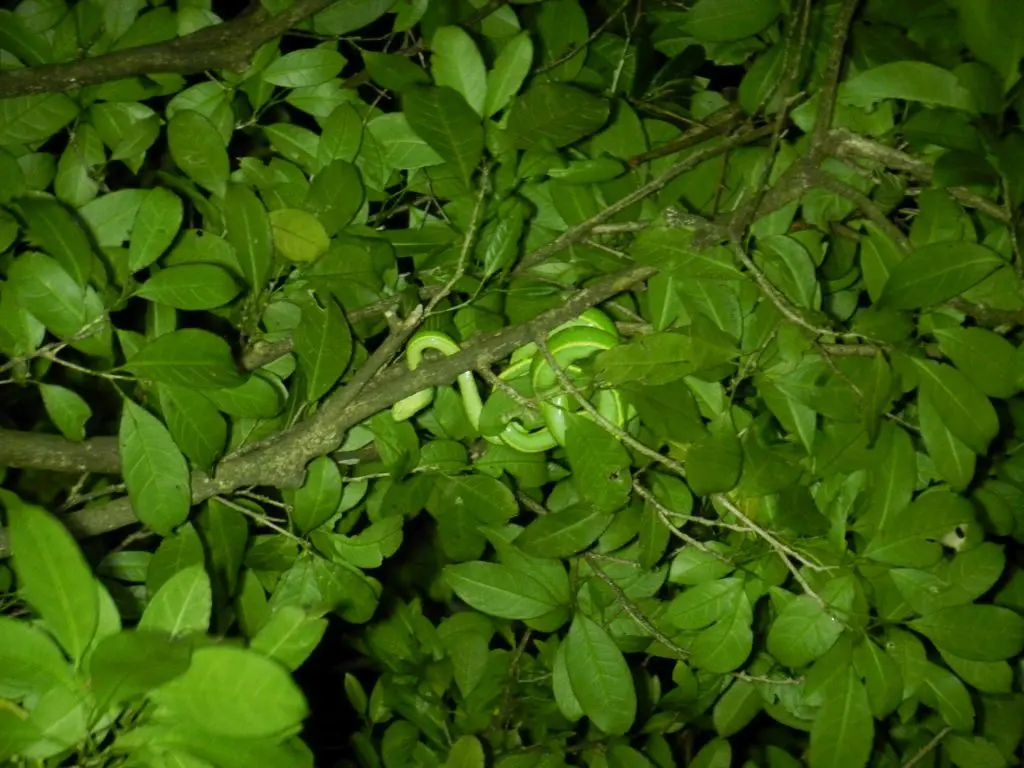 Schlange Nachtwanderung Monteverde