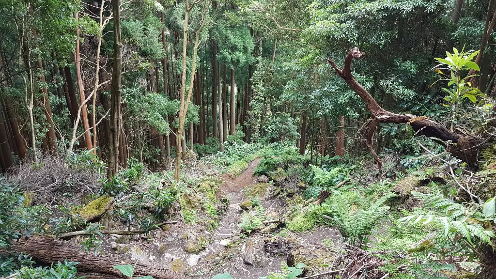 Wanderung Lagoa das Furnas