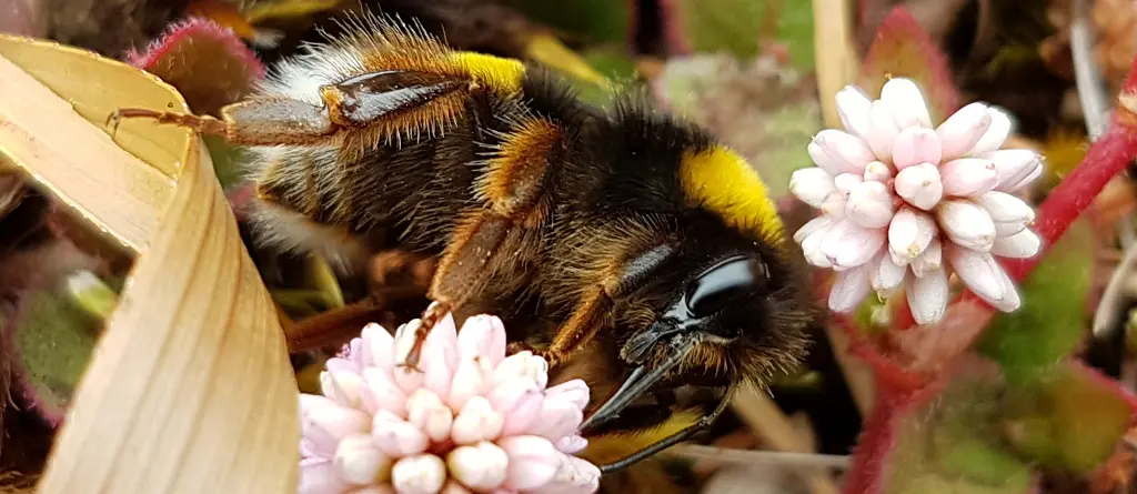 Hummel Sao Miguel