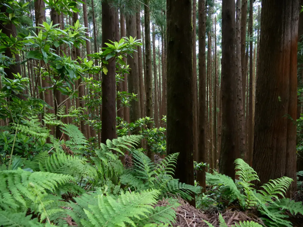 Wälder auf São Miguel