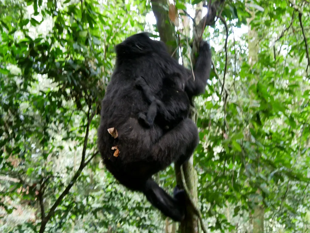 Gorillas Uganda