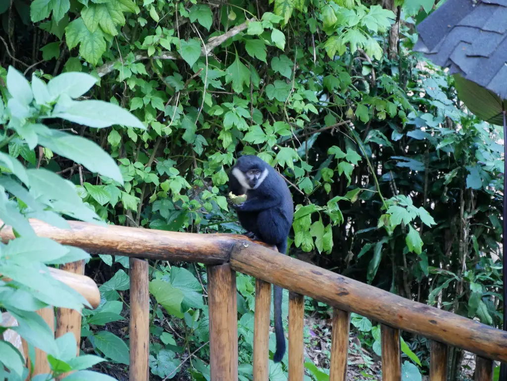 Primaten Bwindi