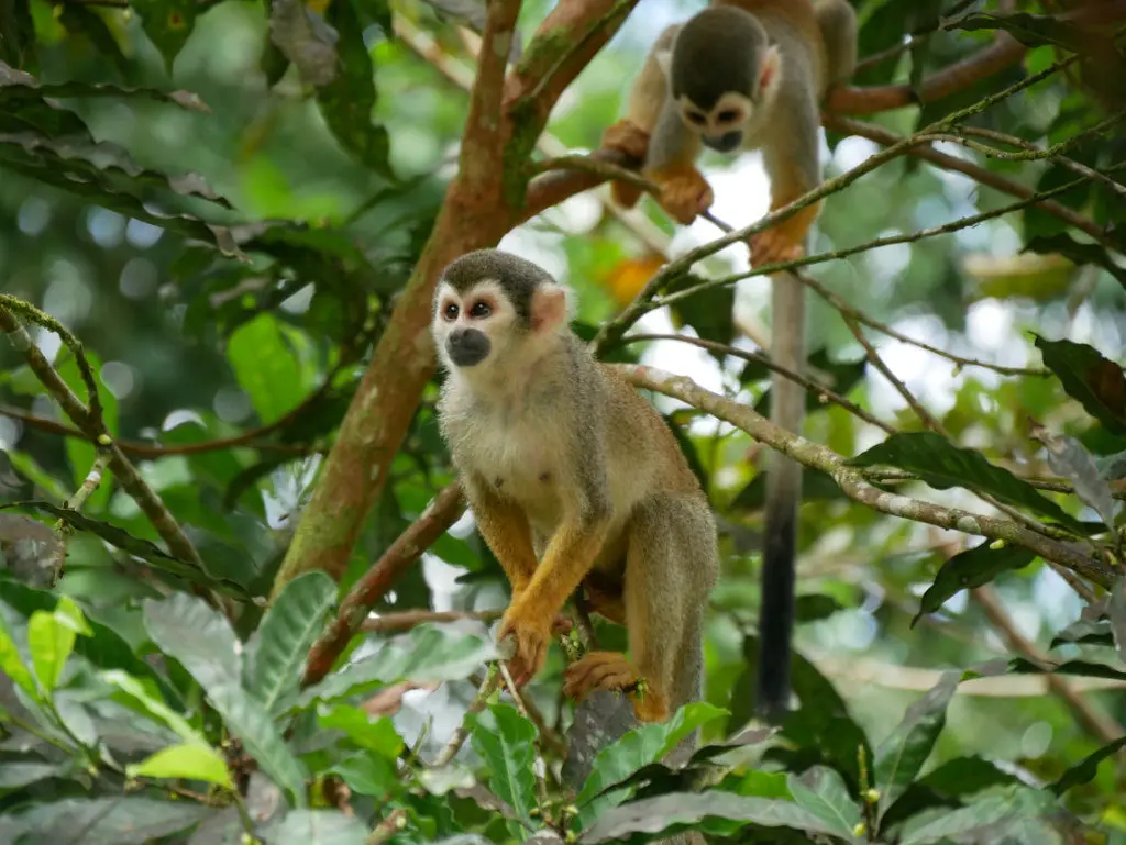 Totenkopfäffchen Kolumbien