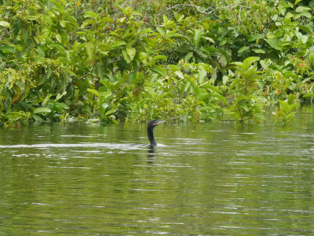 Amazonas Vogel