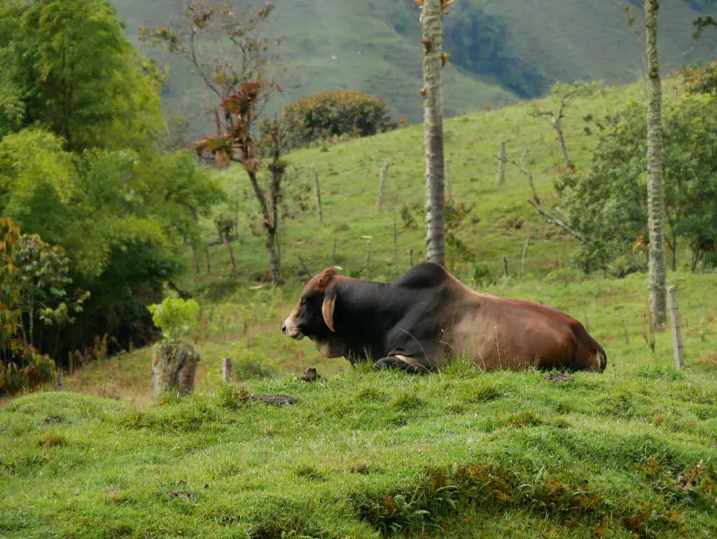 Bulle Jardín Kolumbien