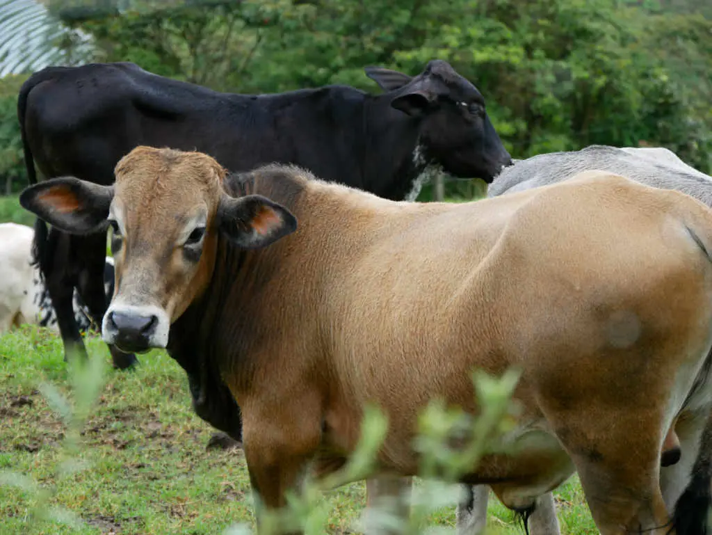 Kühe Cueva del Esplendor