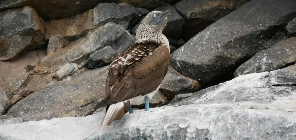 Blaufußtölpel Galapagos Tour de Bahía