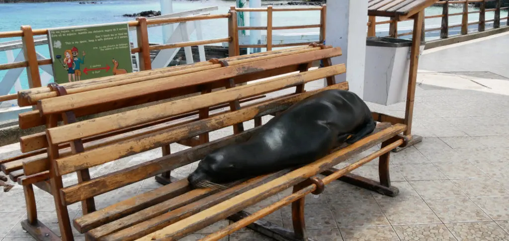 Bootsanleger Puerto Ayora Seelöwe