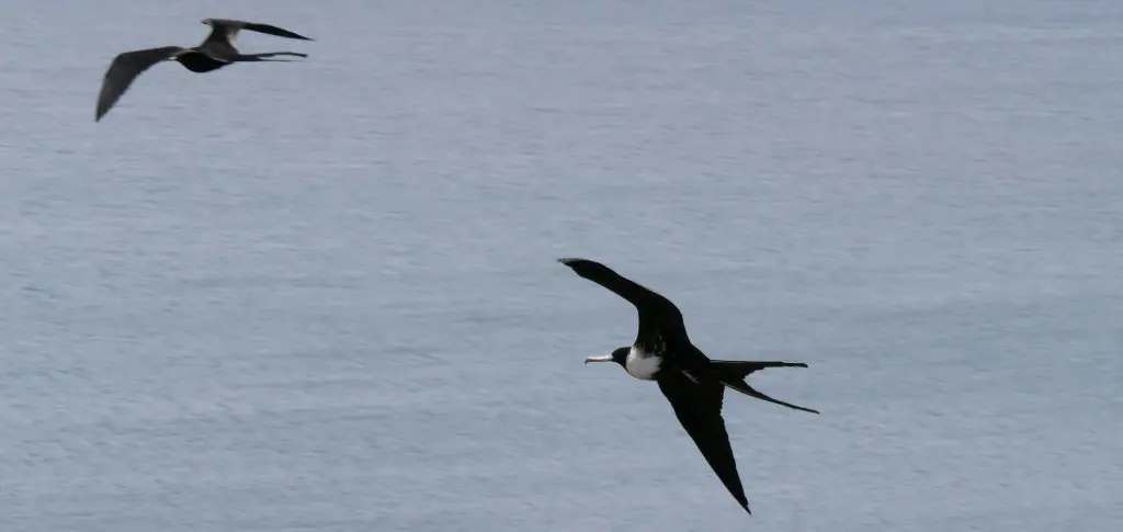 Fregattvögel San Cristóbal Galapagos