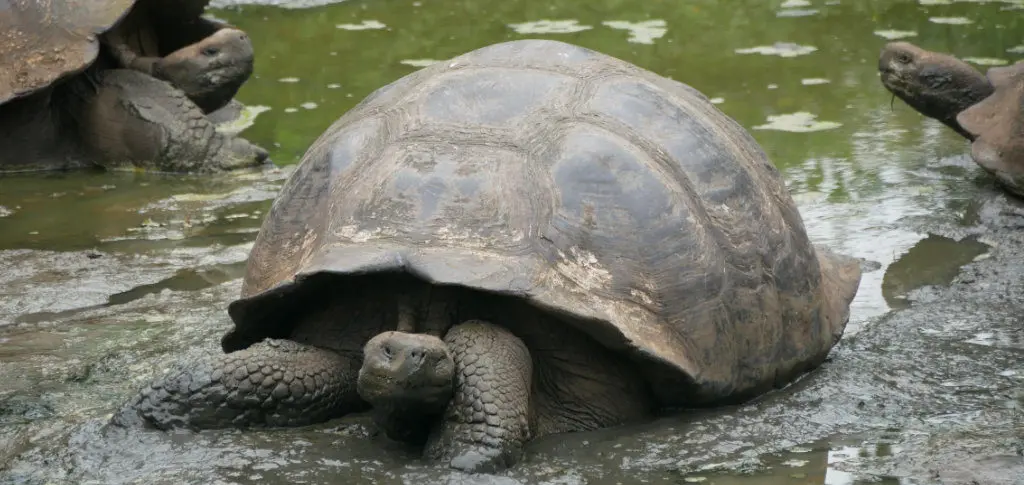 Galapagos Riesenschildkröte Santa Cruz