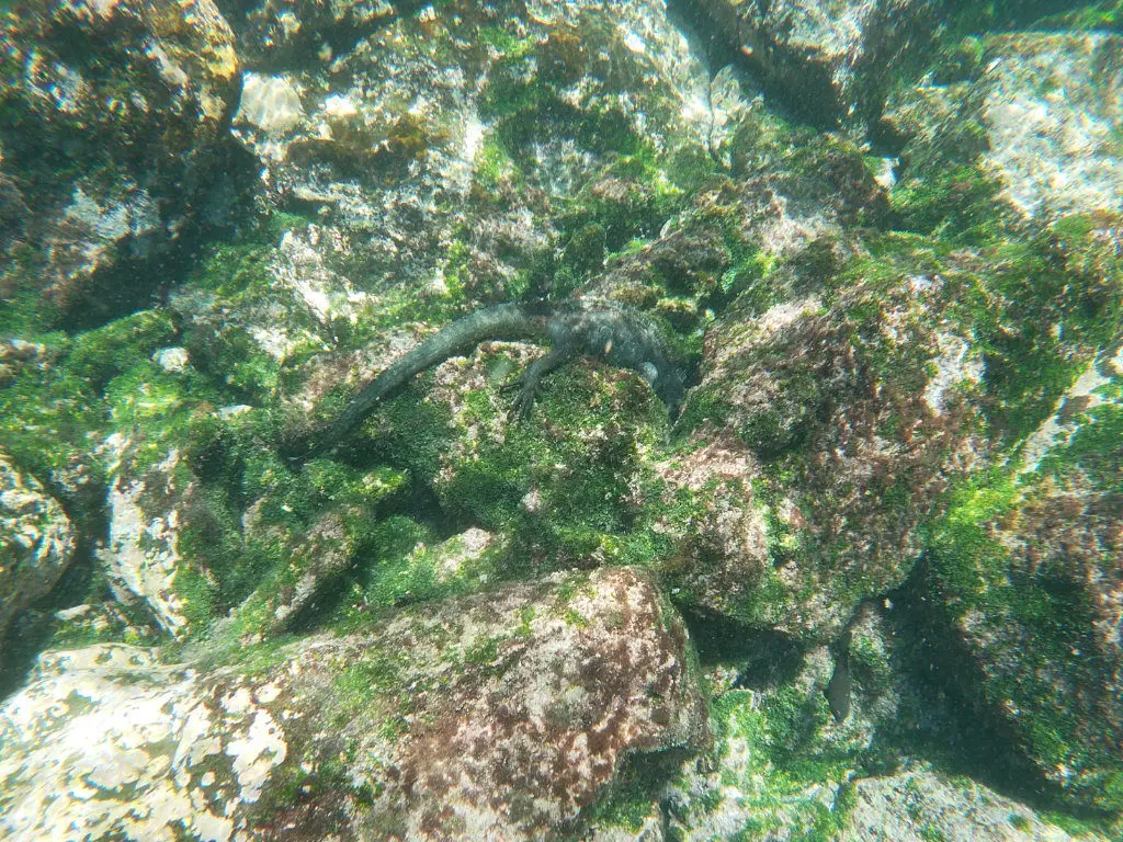 Meerechse Insel Pinzón Schnorcheln