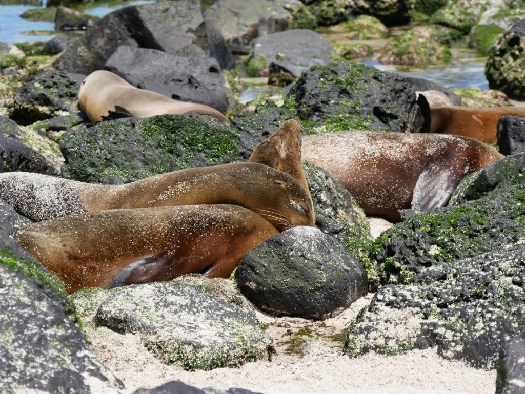 Punta Carola Seelöwen Strand San Cristóbal Galapagos