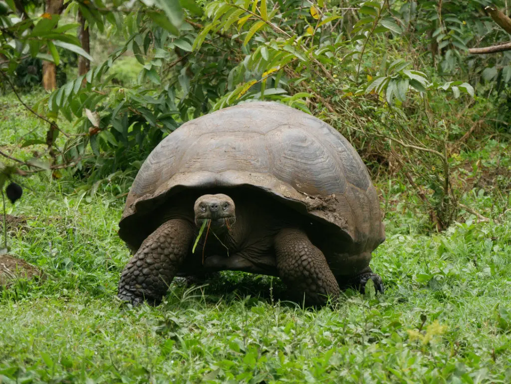 Riesen Schildkröte Santa Cruz Ausflüge