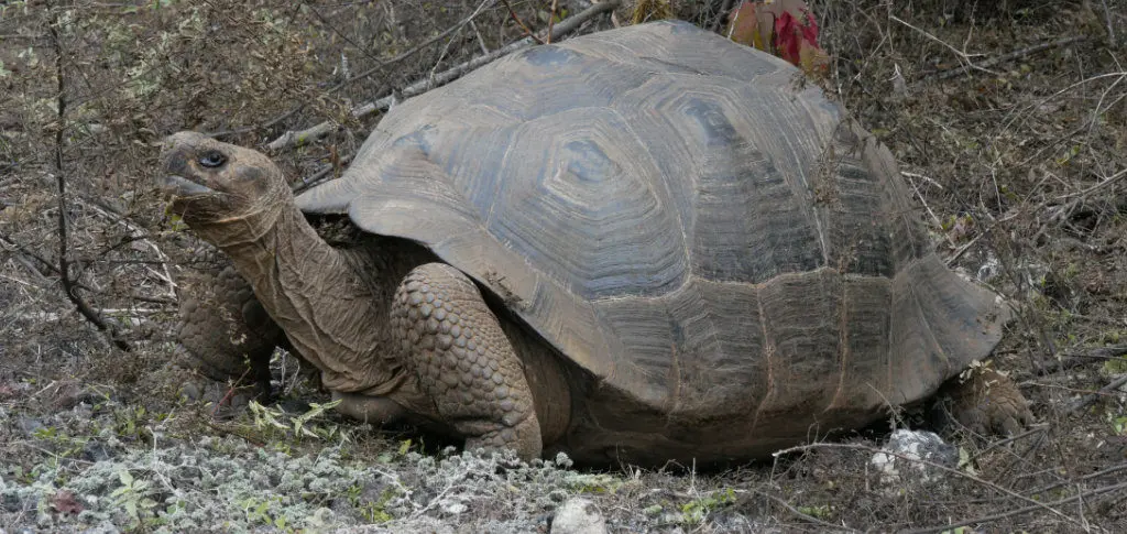 Riesenschildkröte Isabela Galapagos