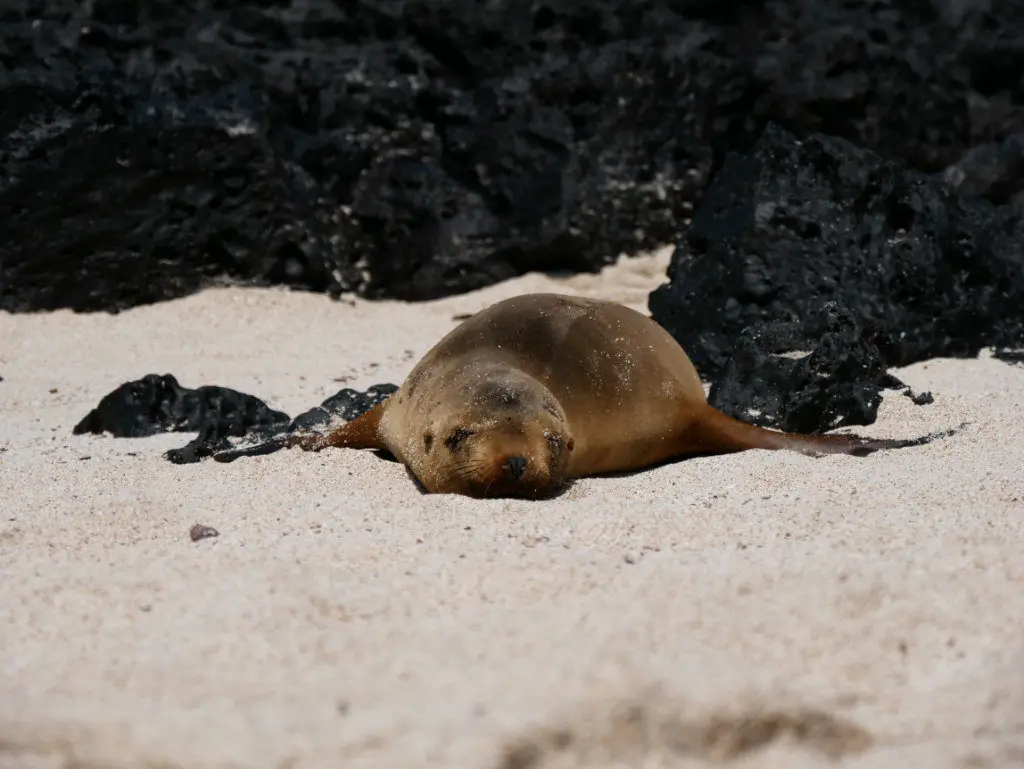 San Cristobal Punta Carola Seelöwen