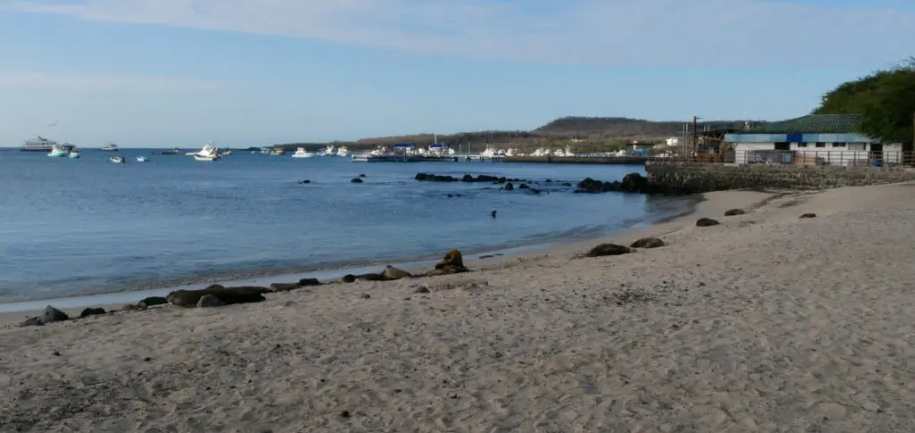 San Cristóbal Seelöwen Galapagos