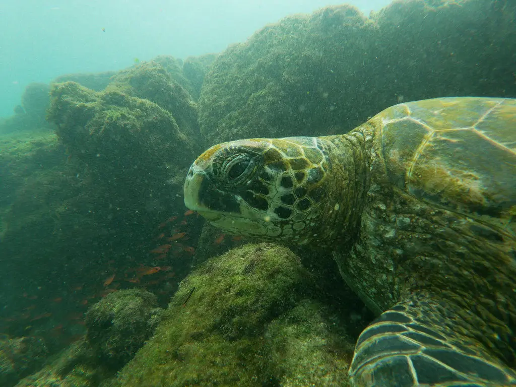 Schildkröte La Fe Schnorcheln