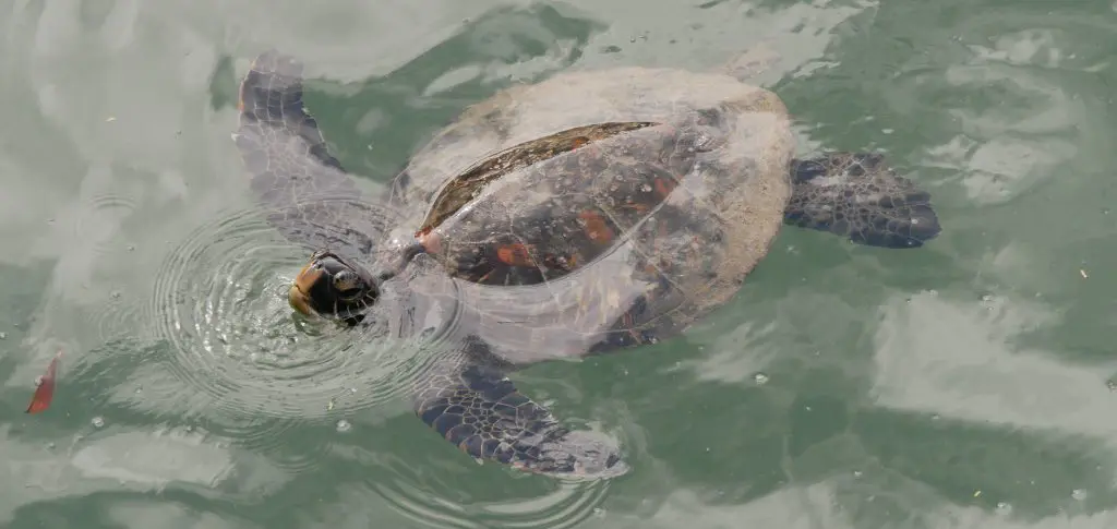 Schildkröte Laguna de los Tiburones