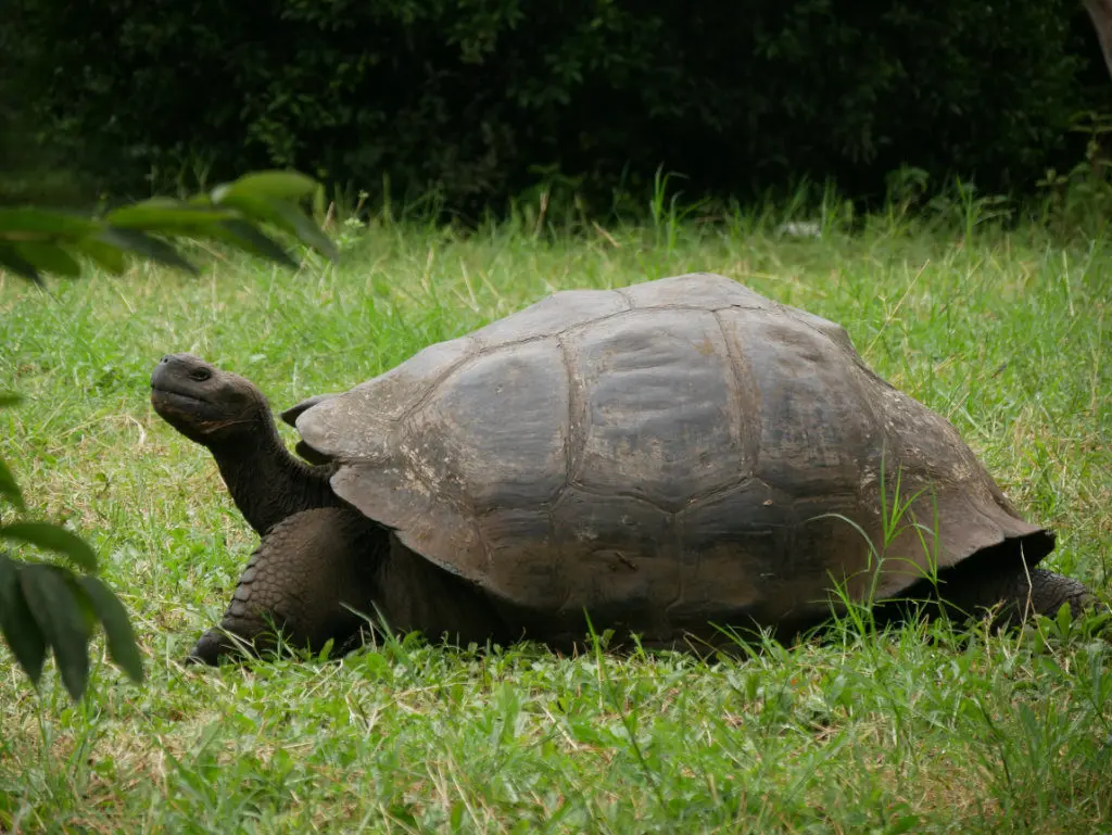 Schildkröten Galapagos Ausflug Santa Cruz