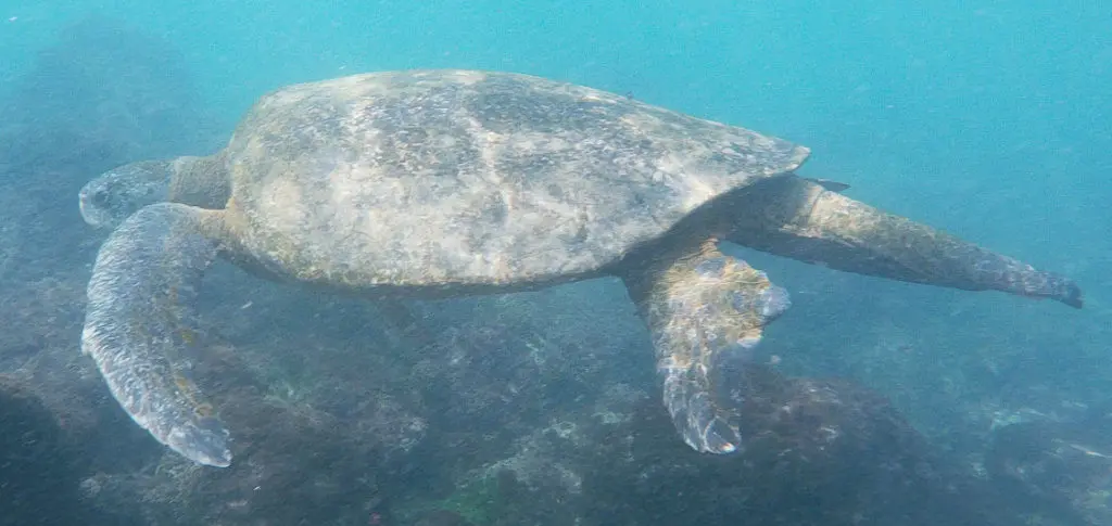 Schnorcheln Tour de Bahía Santa Cruz