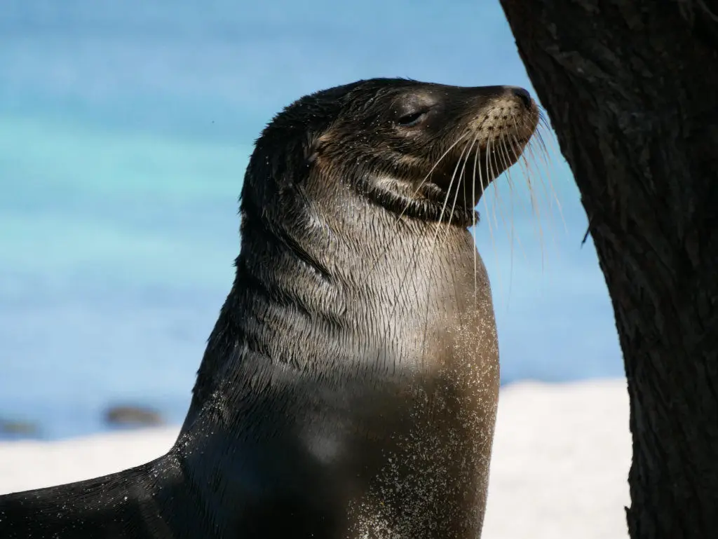 Seelöwe Playa Mann