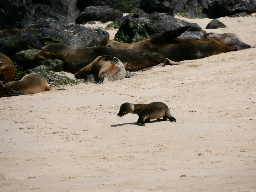 Seelöwen Baby Playa Mann