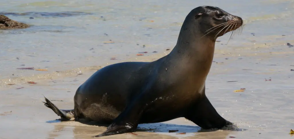 Seelöwen Isabela Galapagos
