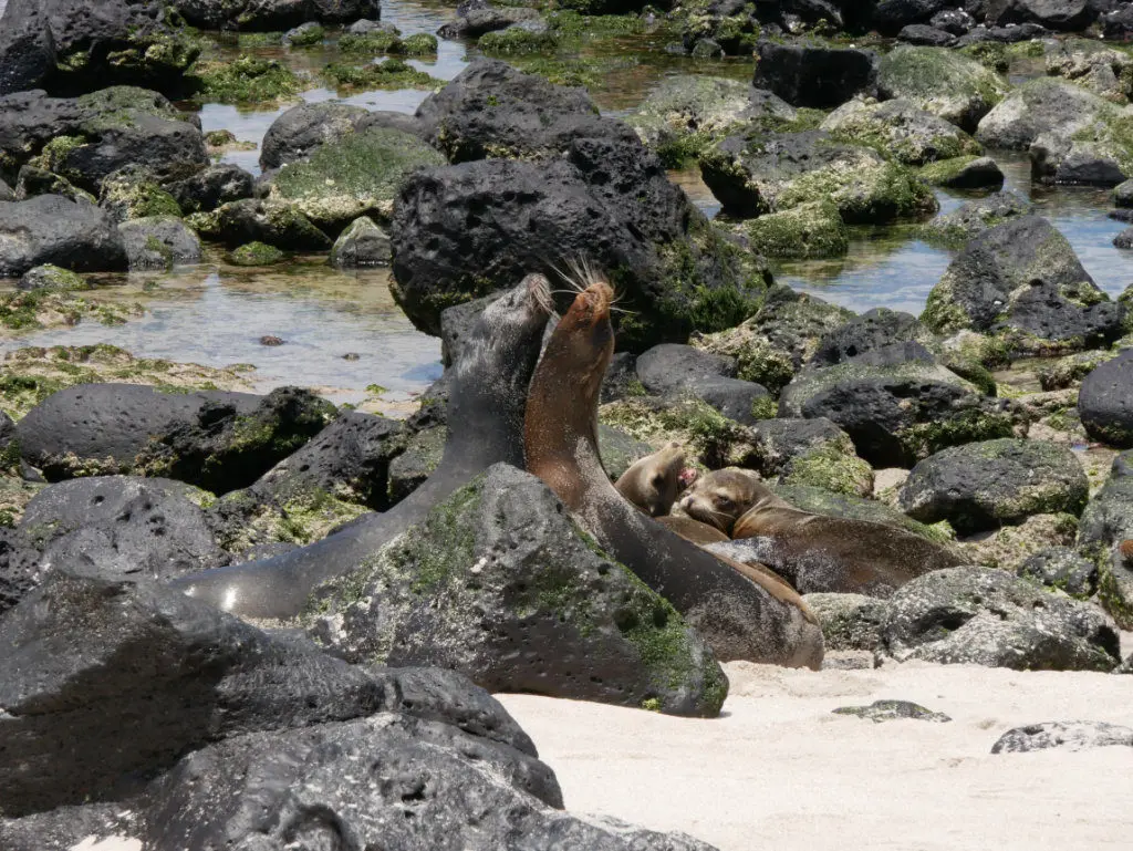 Seelöwen Kampf Punta Carola