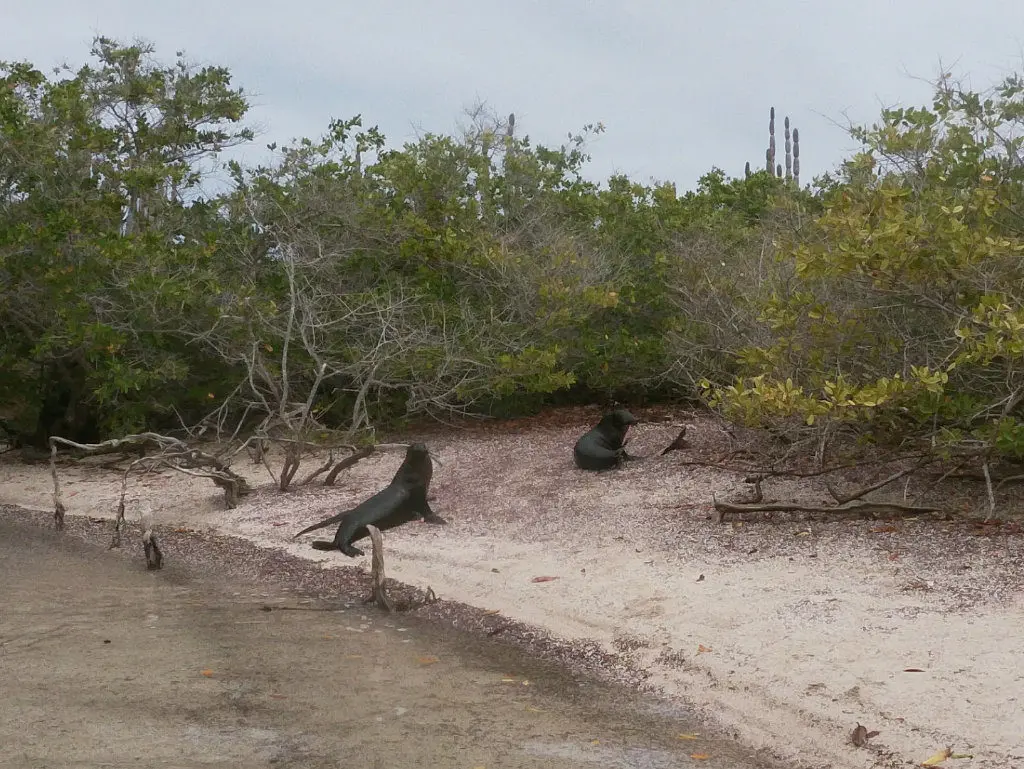Seelöwen La Fe Schnorcheltour