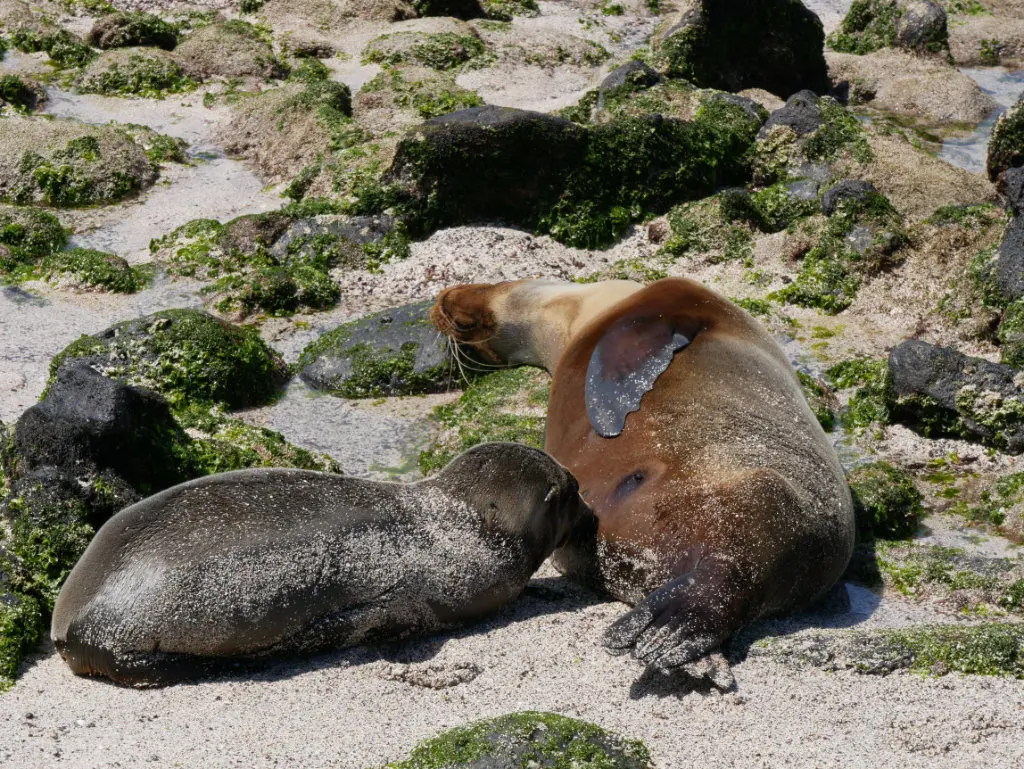Seelöwen La Lobería