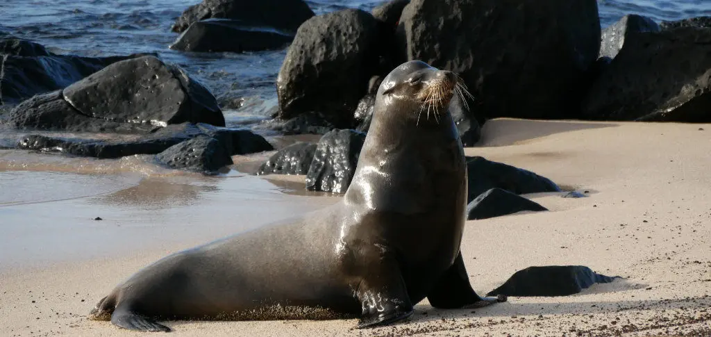 Seelöwen Männchen San Cristobal Galapagos