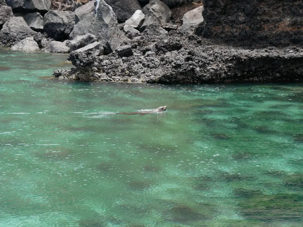 Seelöwen Tijeretas San Cristobal Galapagos