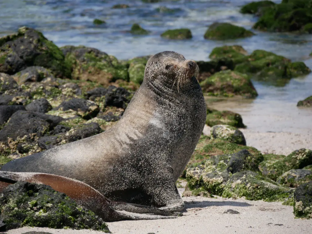 Seelöwenbulle La Lobería San Cristóbal auf eigene Faust