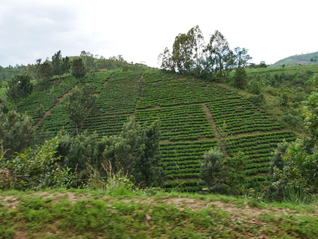 Teefelder Uganda