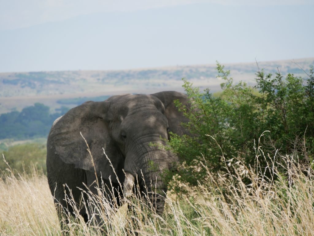 Elefant Safari Uganda