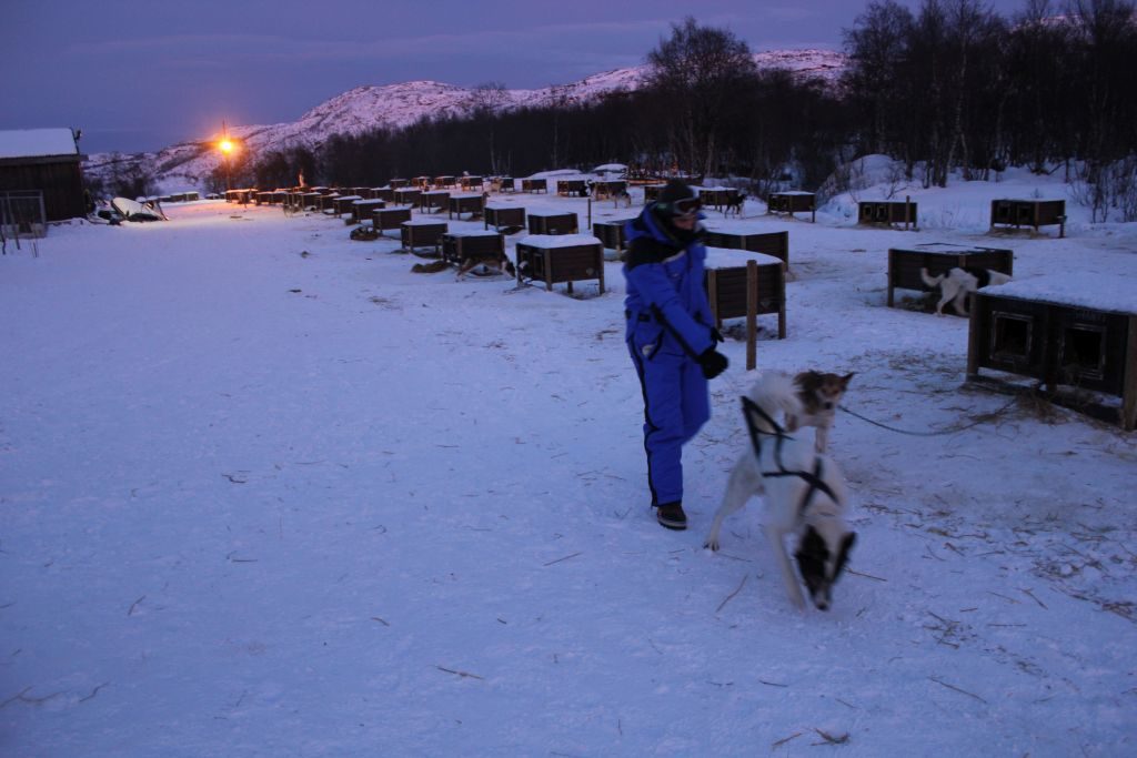 Huskytour Norwegen