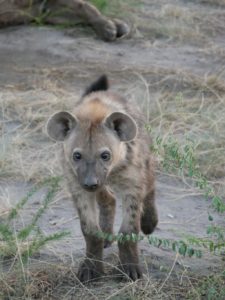 Hyänenbaby Uganda