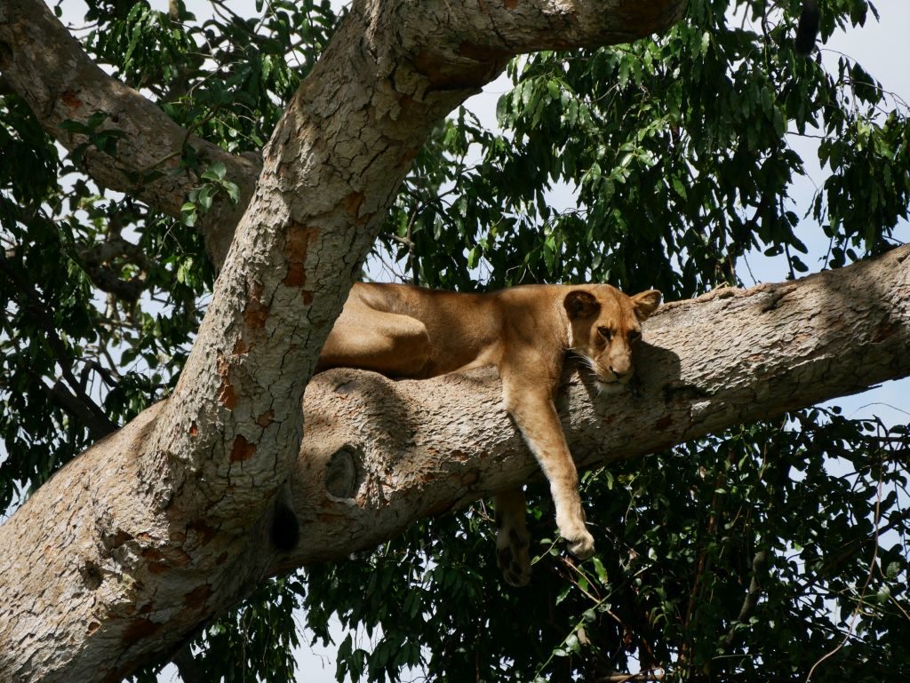 Löwe Safari Uganda