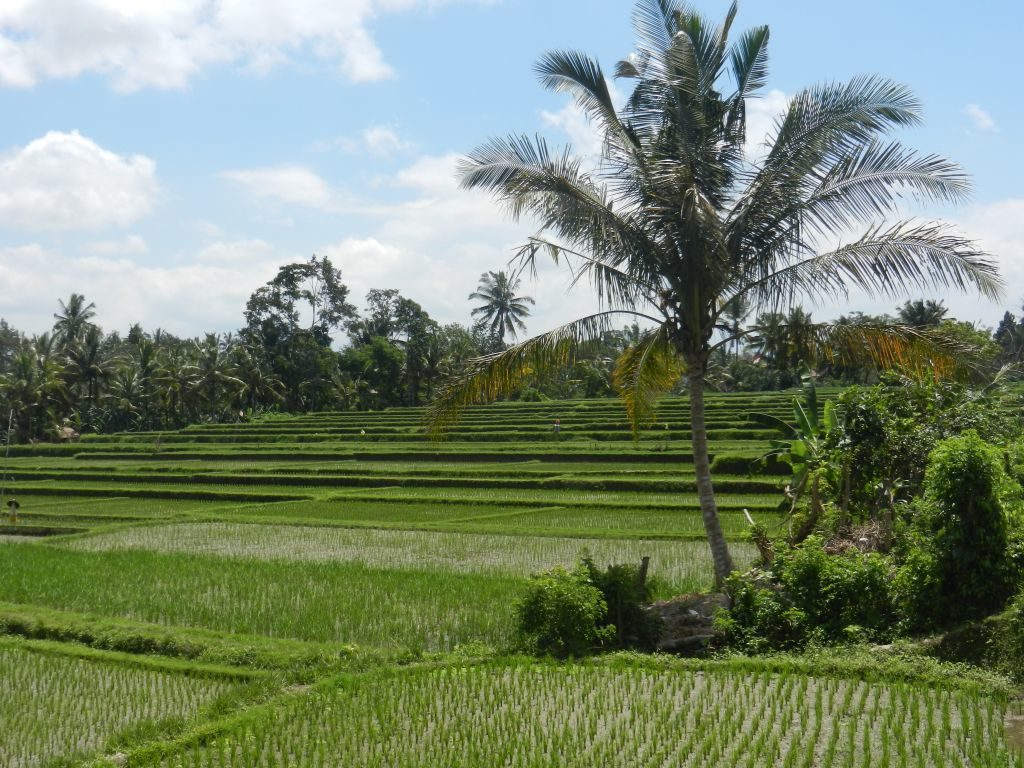 Reisterrassen Bali