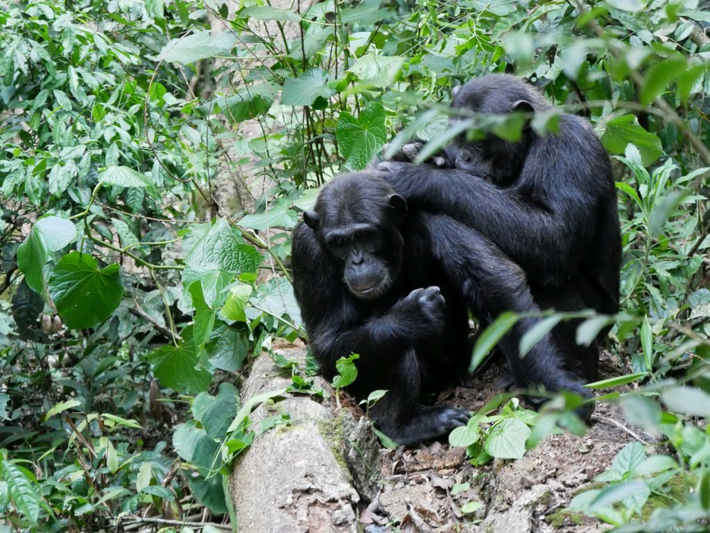 Schimpansen Kibale