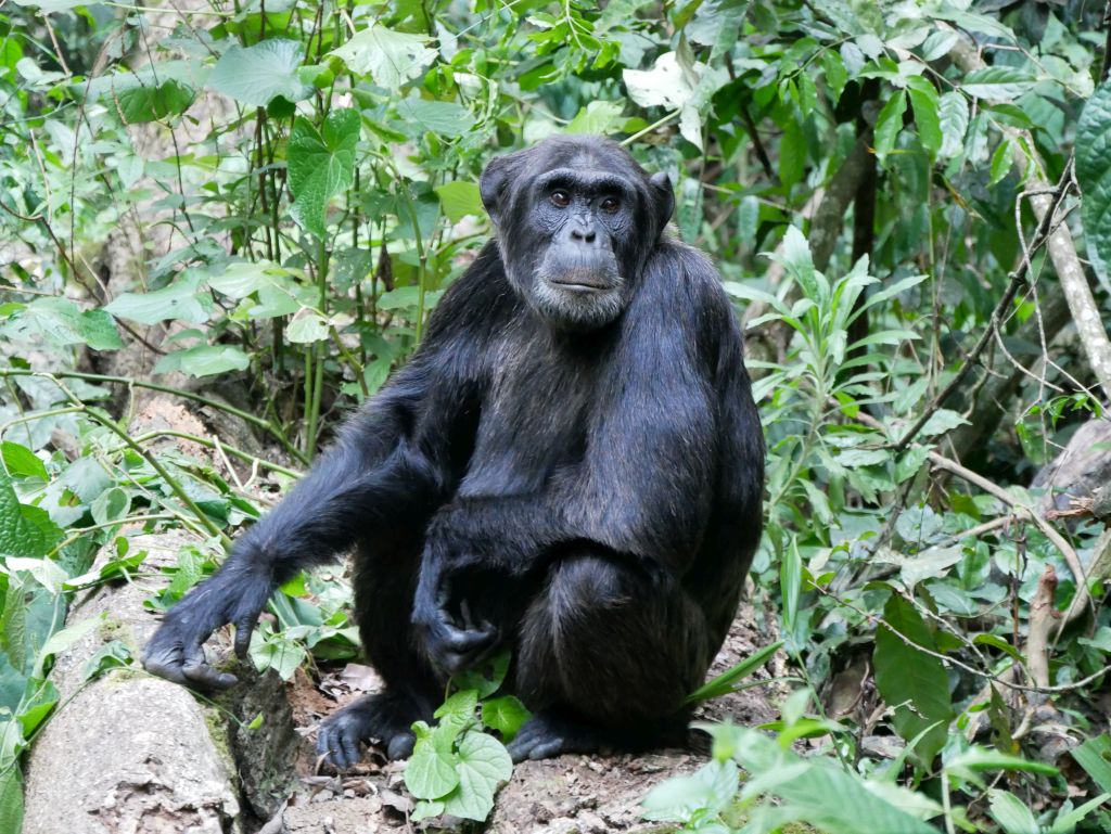 Schimpansen Uganda
