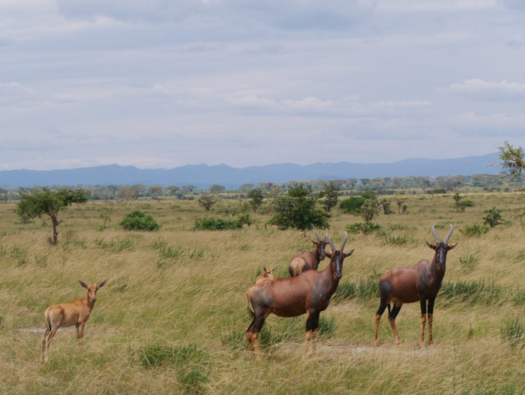 Antilopen Uganda