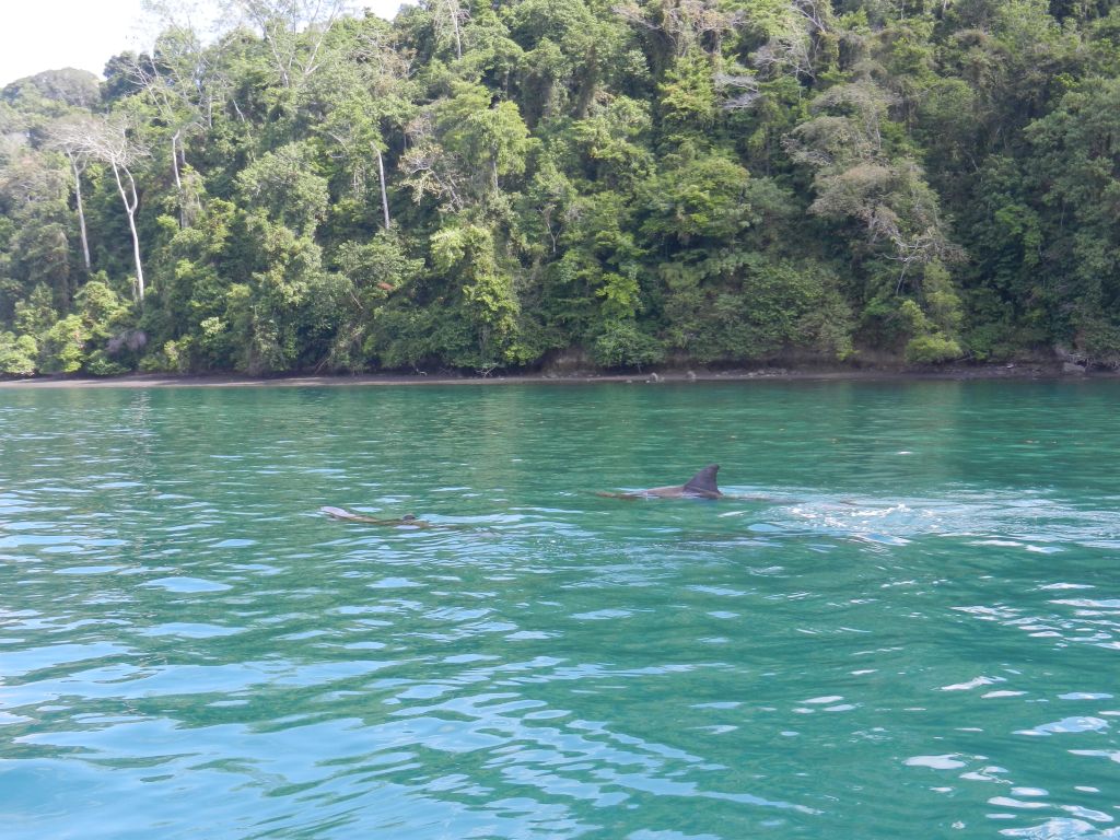 Delfine Costa Rica
