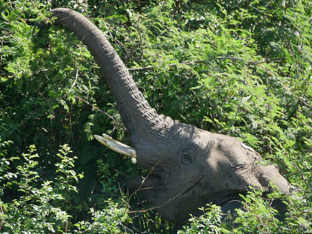 Elefant Uganda Reise