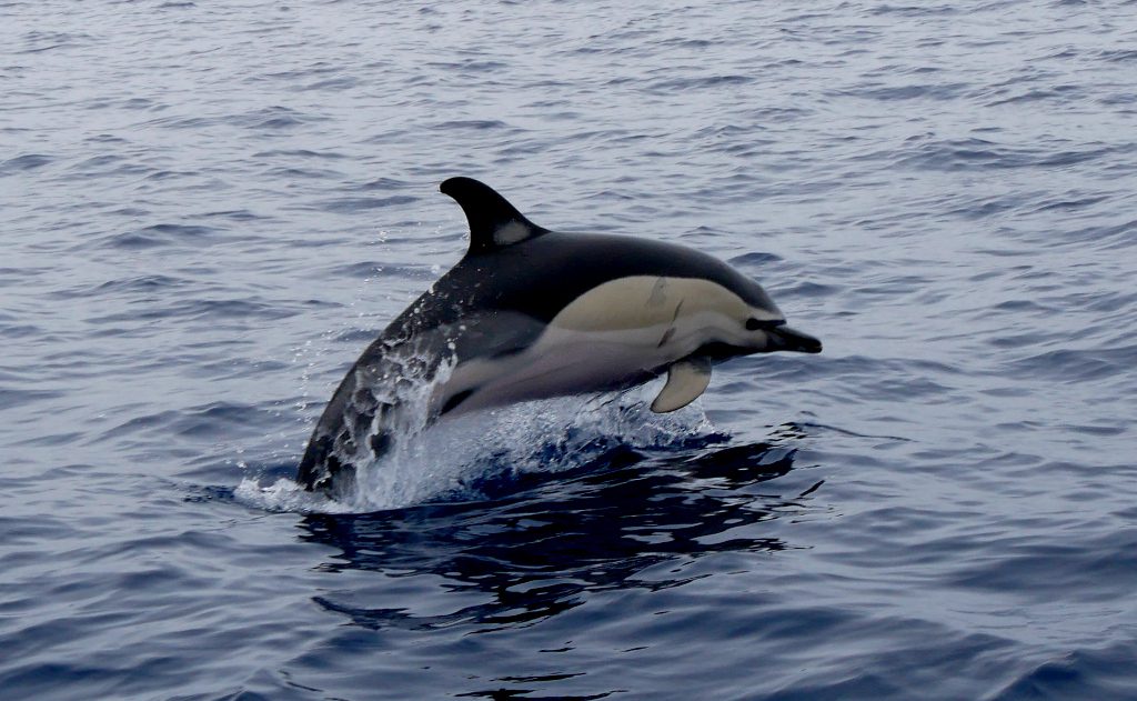 Mit Delfinen schwimmen Azoren
