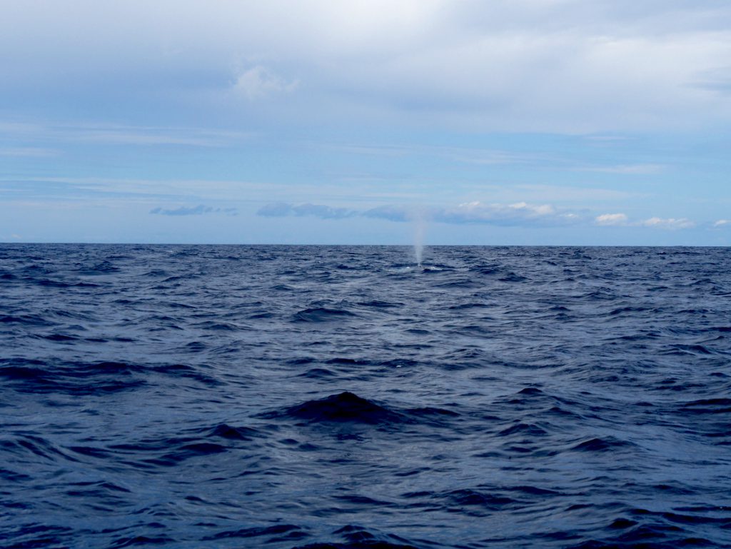 Blauwal Whale Watching São Miguel